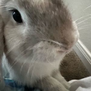 Meet your Posher, bug